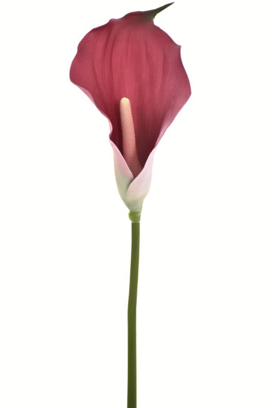 Single Calla