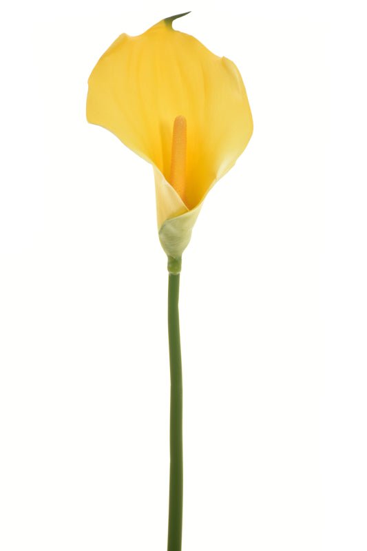 Single Calla