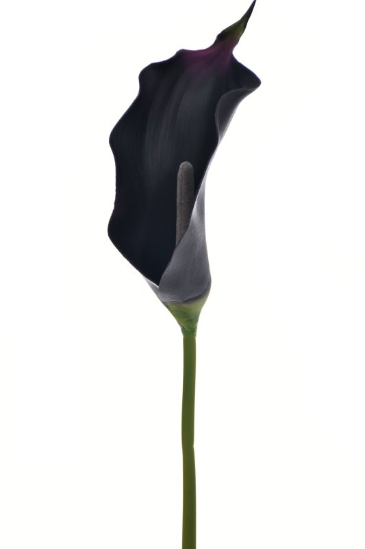 Single Calla