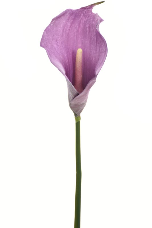 Single Calla