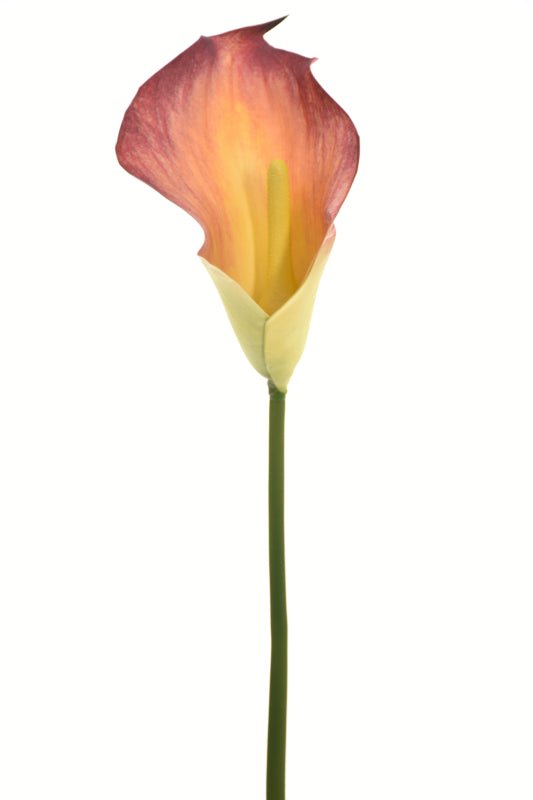 Single Calla