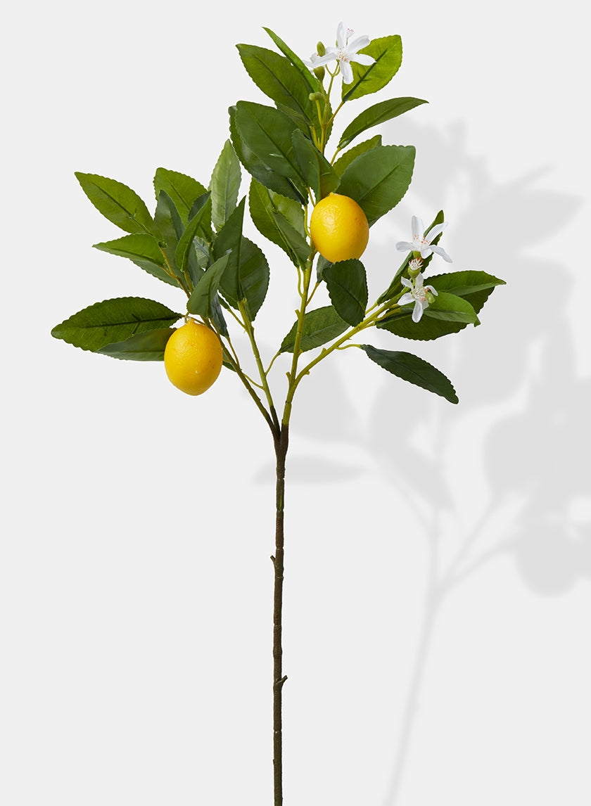 23 in Baby Lemon Tree Pick