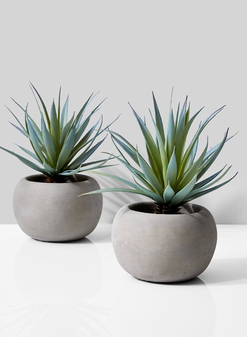 Sword Grass In Grey Cement Pot, Set of 2